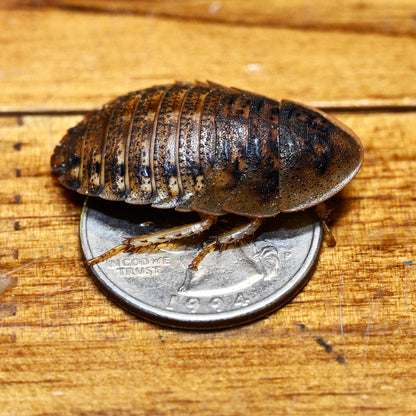Dubia Roaches (Blaptica dubia)