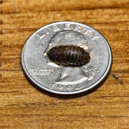 Dubia Roaches (Blaptica dubia)